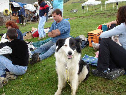 I cani da pastore sul Monte Avaro