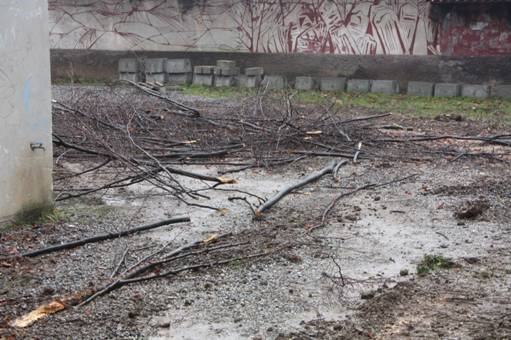 Via gli alberi alla Carrara,gli studenti protestano