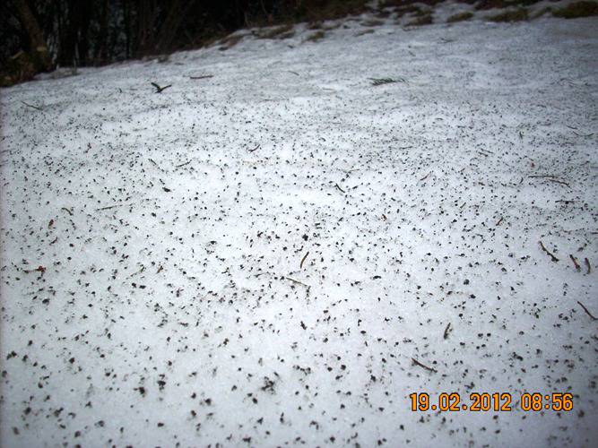 Strane macchie nere sulla neve a Sedrina