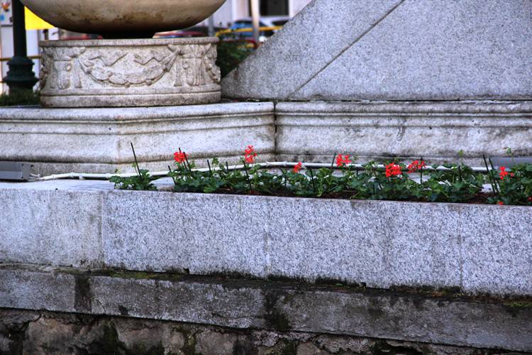 Spuntano i fiori al monumento del Donizetti