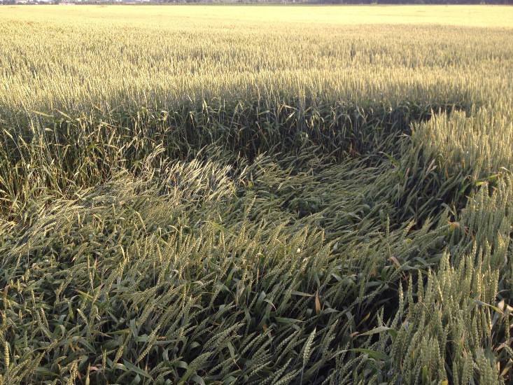 Strane scie e cerchi nel grano:|l'avvistamento Ufo nella Bassa