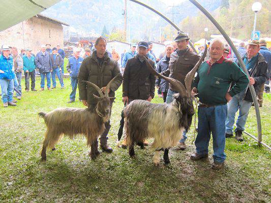 Mostra della capra a Branzi 2