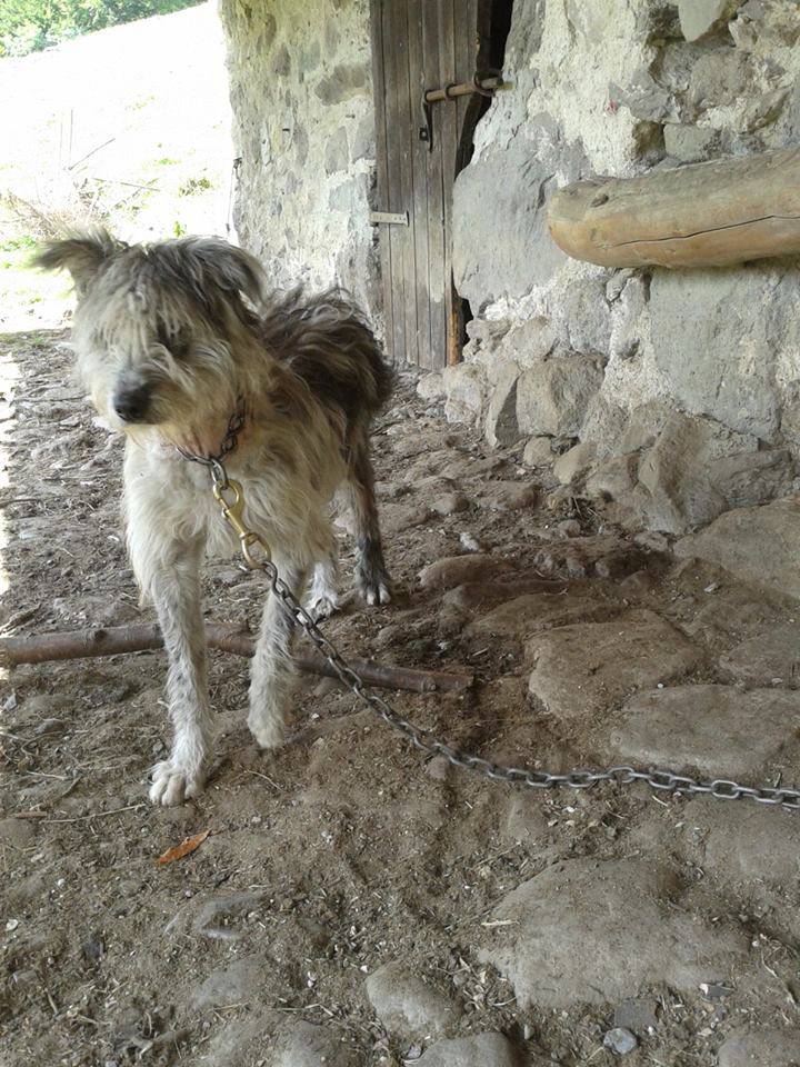 Cane maltrattato trovato ad Ardesio in Valcanale