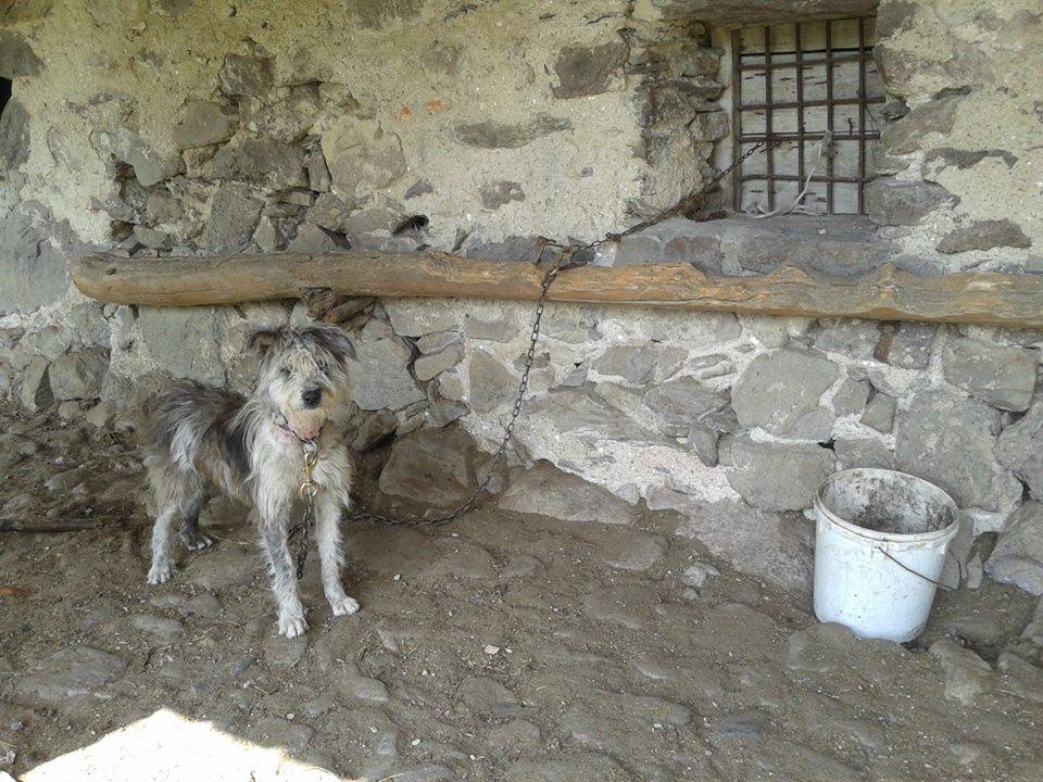 Cane maltrattato trovato ad Ardesio in Valcanale