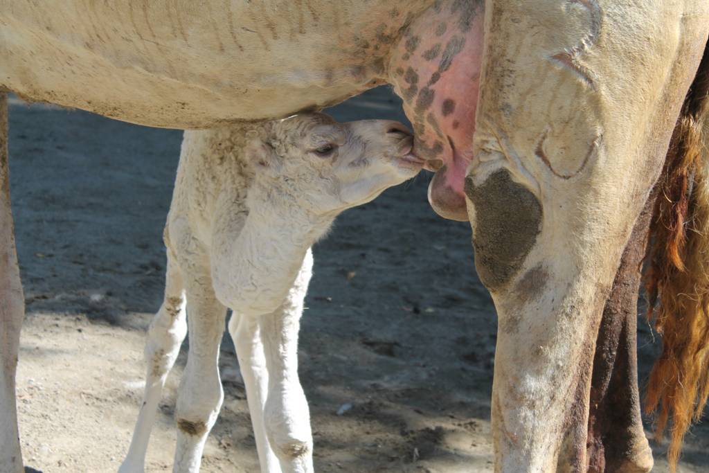 E' nata Monica, il dromedario bianco delle Cornelle