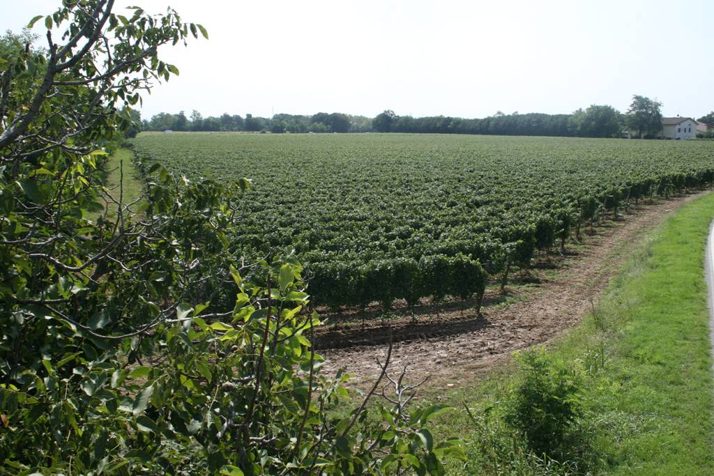 Cantina e vigneti de Le Marchesine