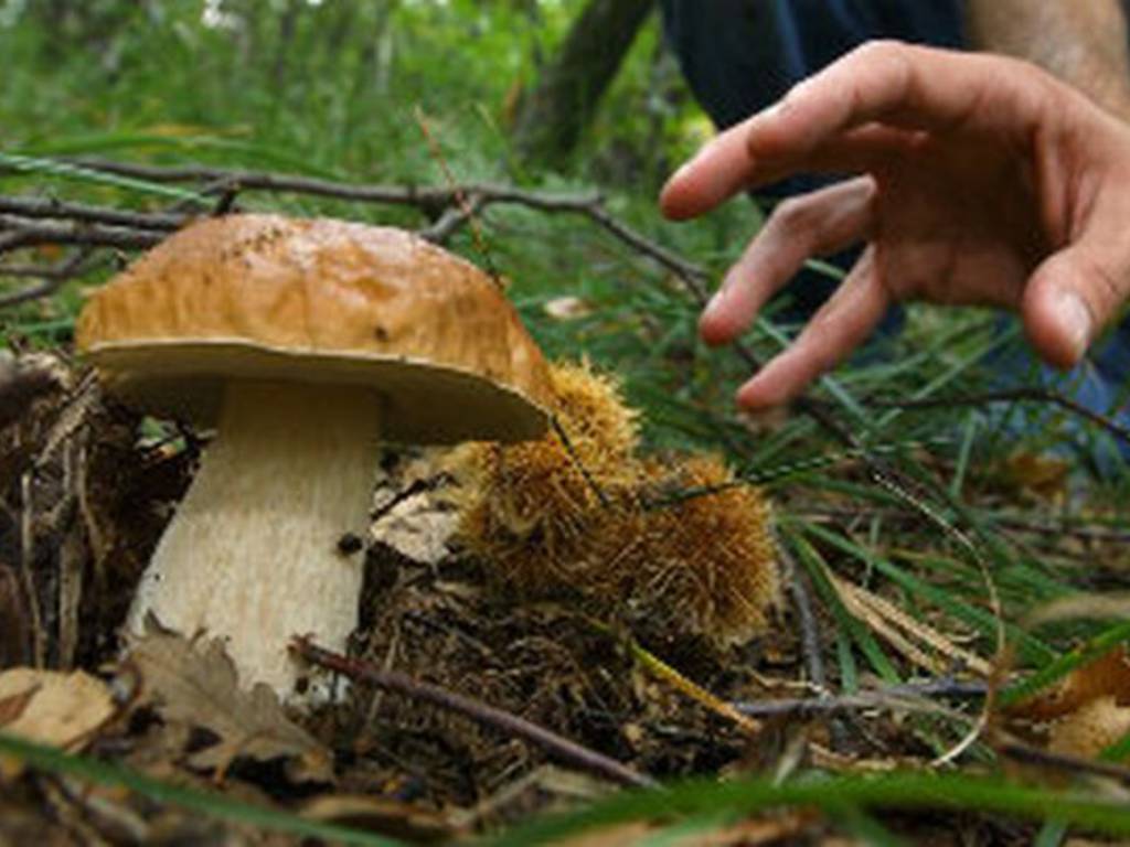 Funghi