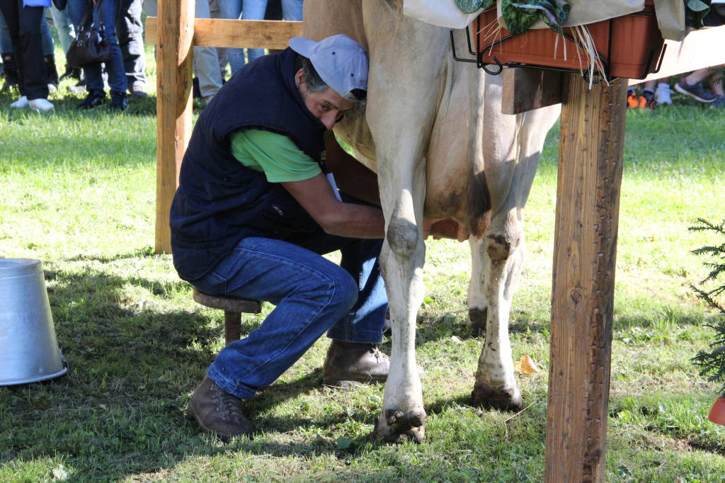 Mondiale di mungitura 2015