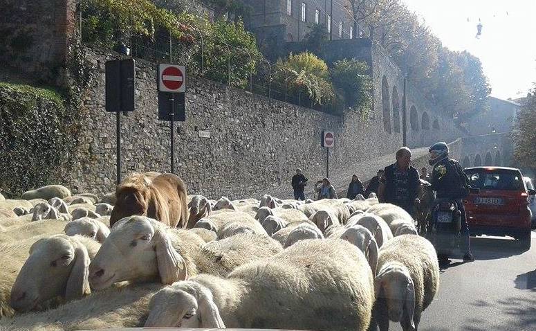 Le pecore invadono le mura di Città Alta