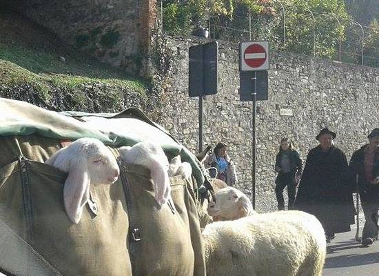 Le pecore invadono le mura di Città Alta