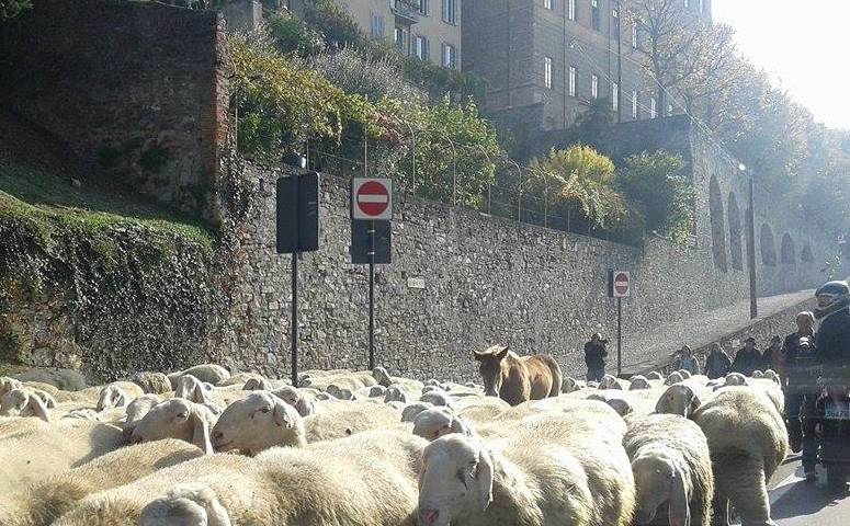 Le pecore invadono le mura di Città Alta