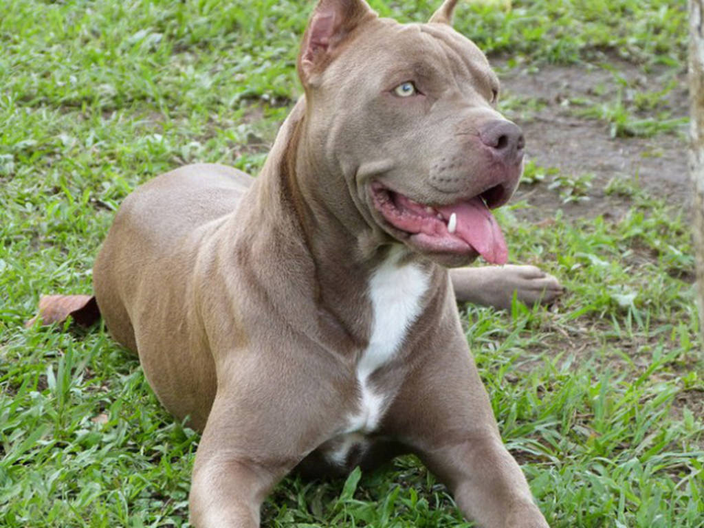 pitbull