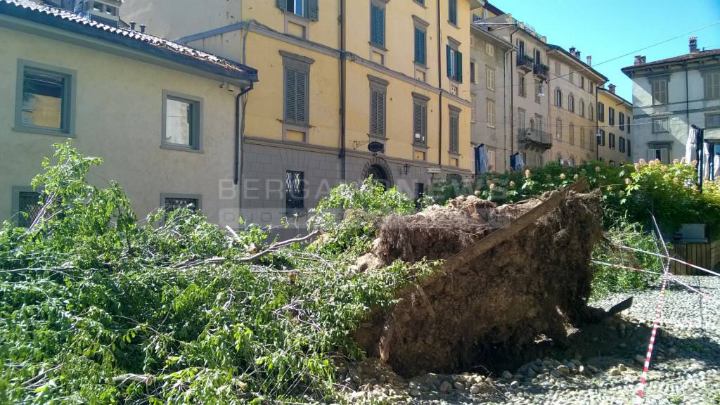 Mercoledì 13 luglio: il vento sradica gli alberi a Bergamo