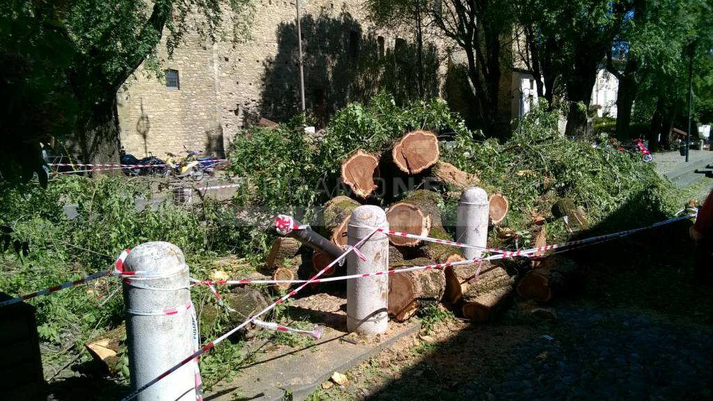 Mercoledì 13 luglio: il vento sradica gli alberi a Bergamo