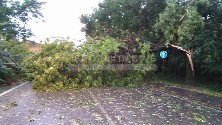 Temporale sulla Bergamasca: decine di alberi sradicati e abbattuti 