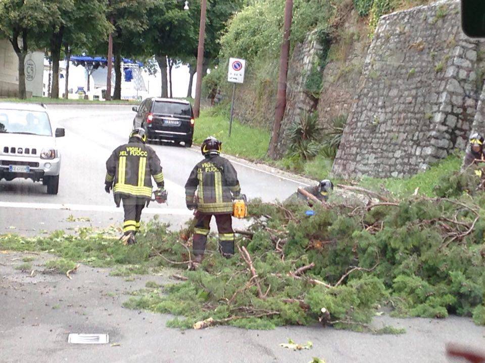 Il vento sradica un albero in Sant'Agostino