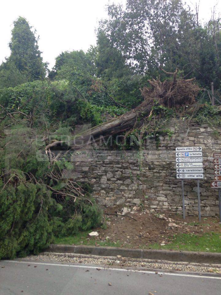 Il vento sradica un albero in Sant'Agostino