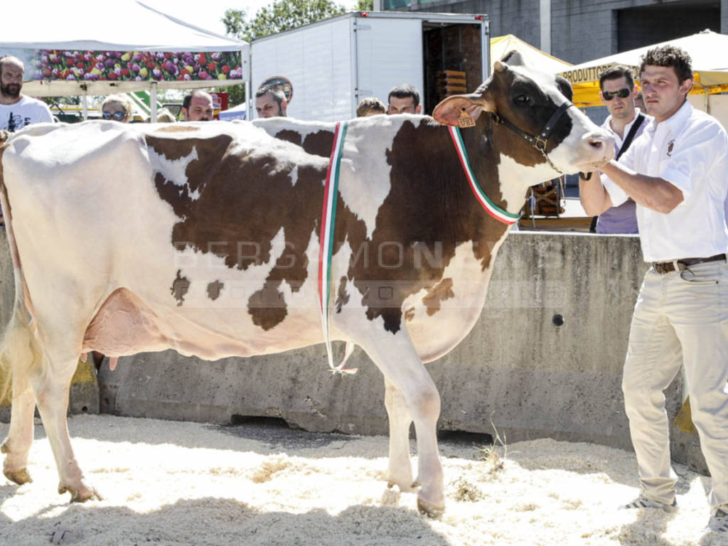 Fiera di Sant'Alessandro 2016