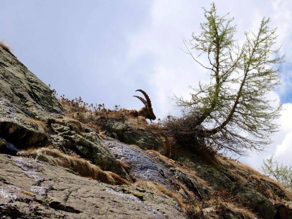 Rifugio Curò