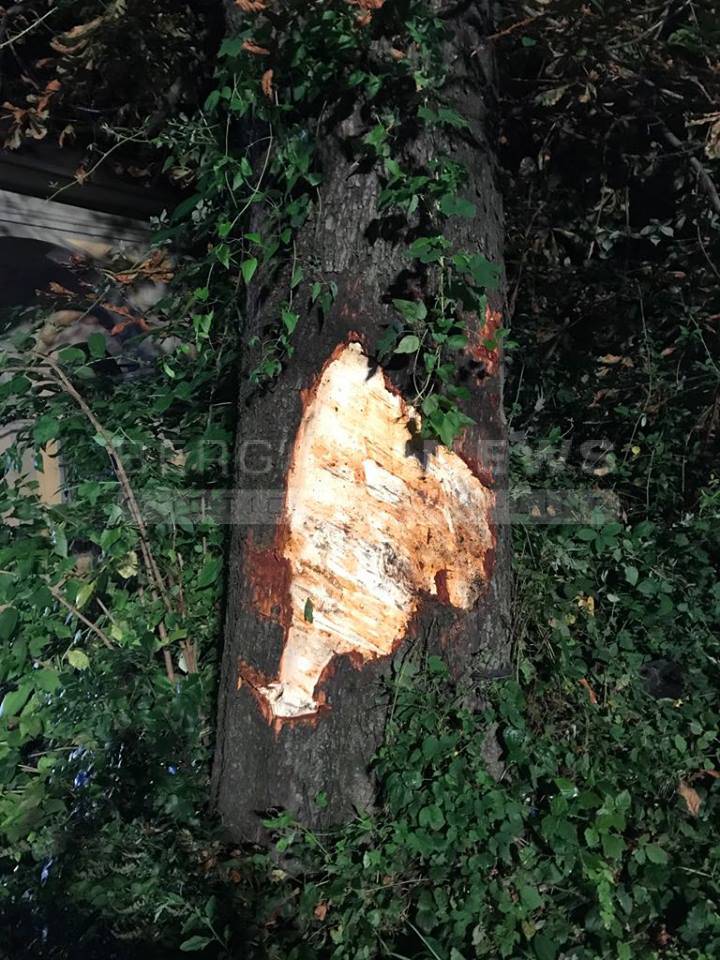 In auto contro un albero