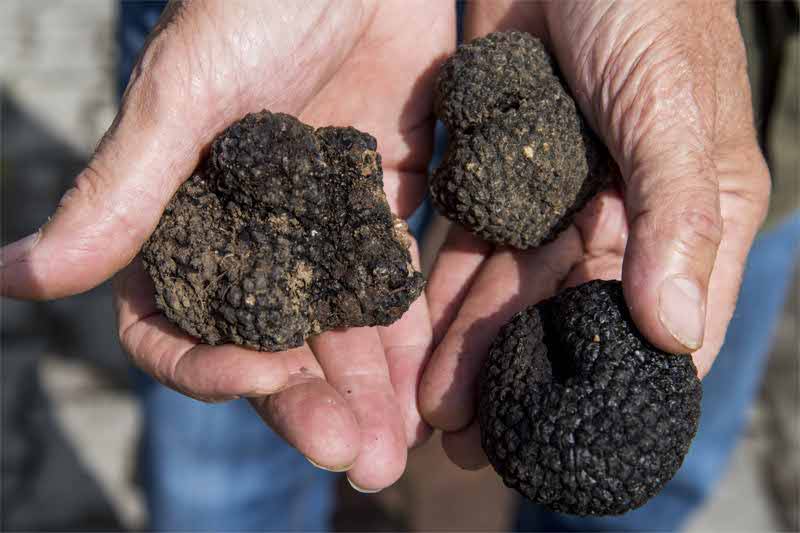 Tartufo nero, specialità bergamasca per gustose ricette