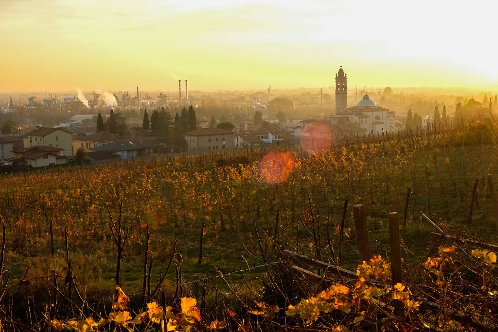 Azienda vitivinicola "De Toma", eccellenza a Scanzorosciate