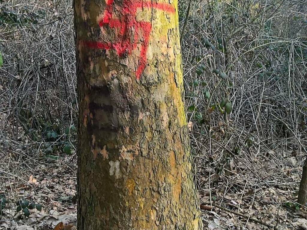 Vandali al Parco dei Colli