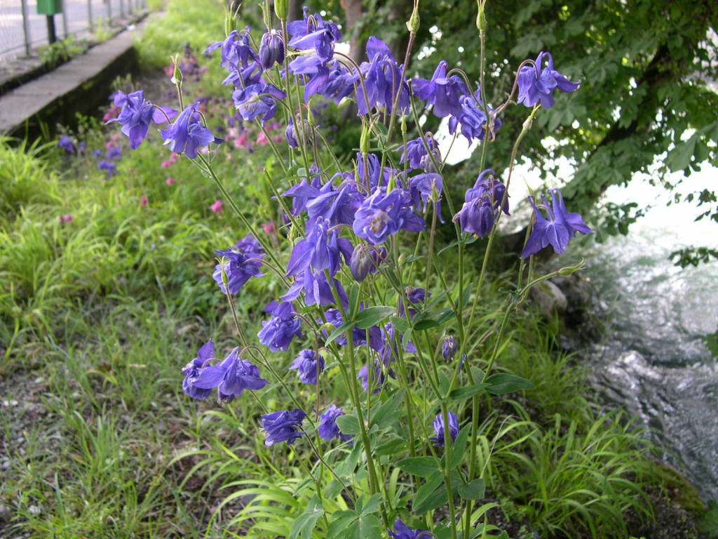 La rete degli orti botanici della Lombardia festeggia l'inizio della primavera