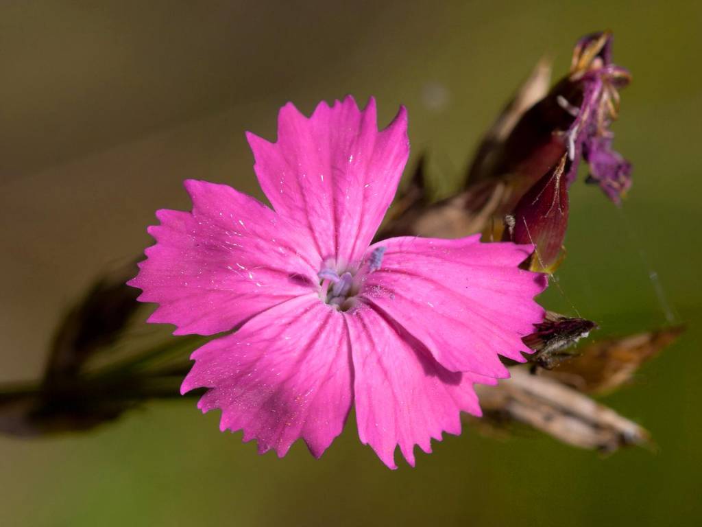 La rete degli orti botanici della Lombardia festeggia l'inizio della primavera