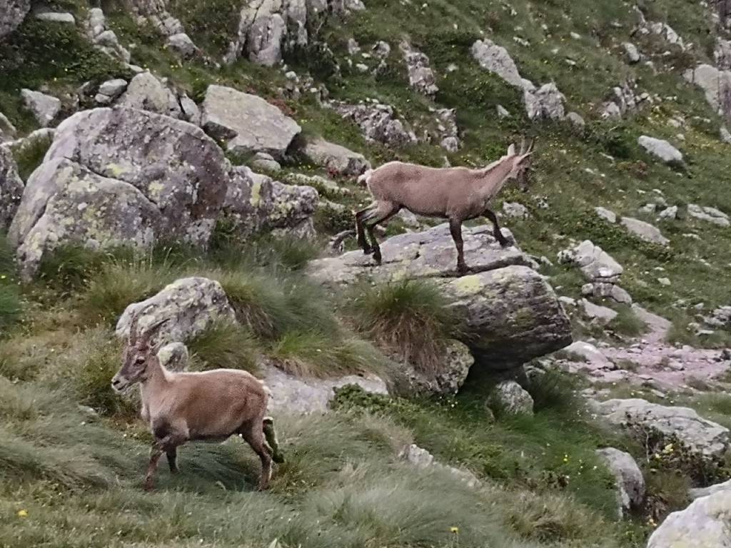 Camosci ai laghi gemelli