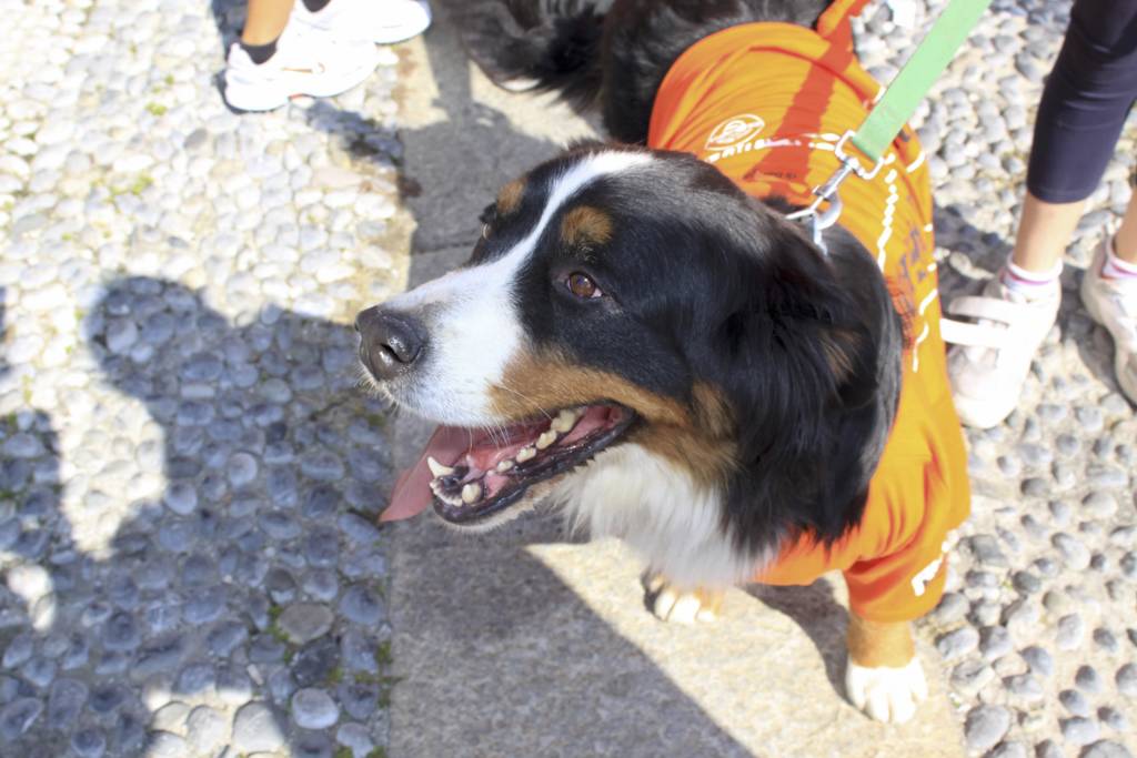 Novità alla StraBergamo: i punti ristoro per i cani