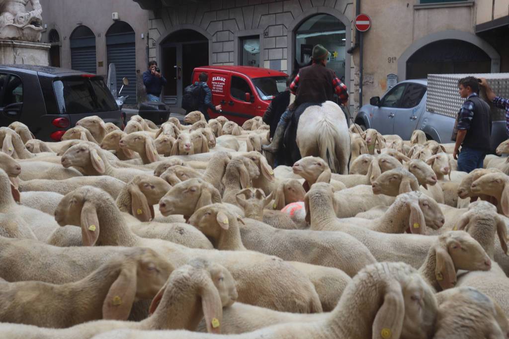 A Bergamo arriva le pecore: stupore per i cittadini al passaggio della transumanza