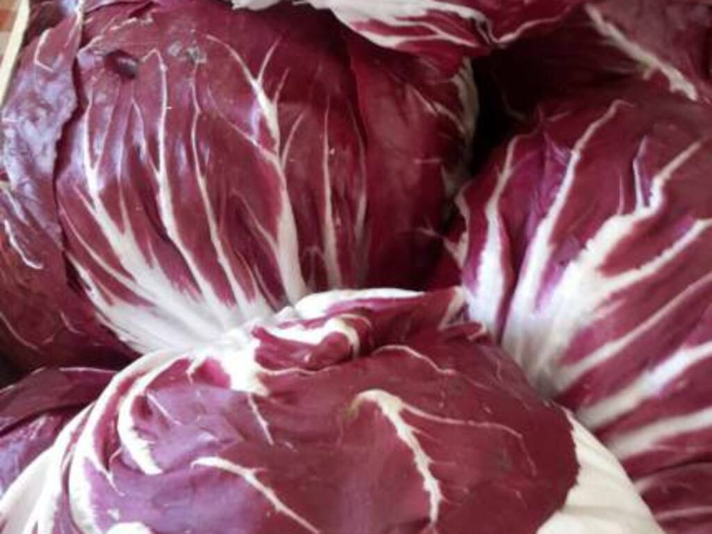 radicchio rosso