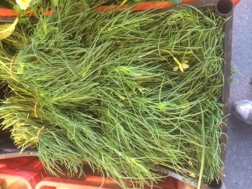 agretti