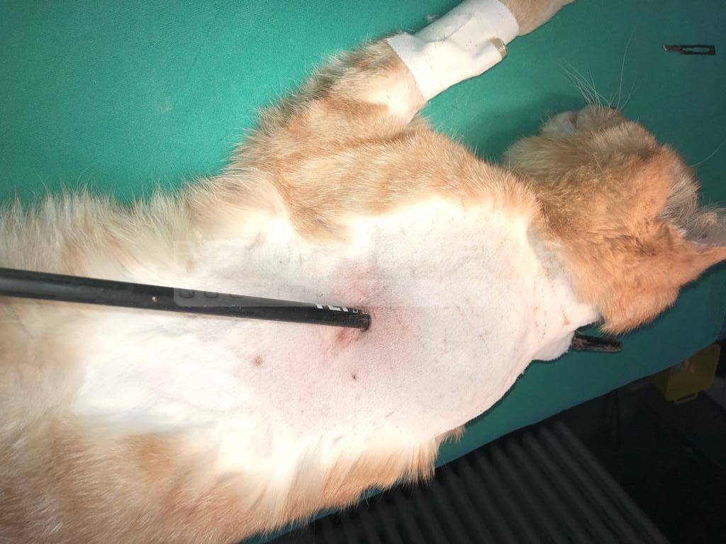 gatto trafitto dalla freccia di una balestra