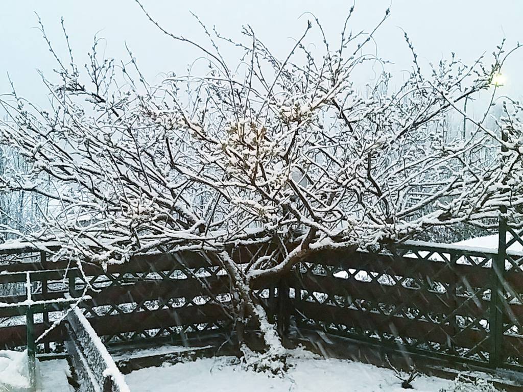 Domenica delle Palme sotto la neve in Bergamasca