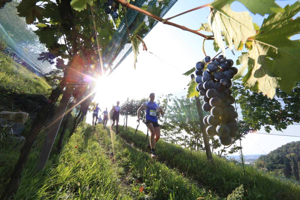 Moscato di Scanzo Trail