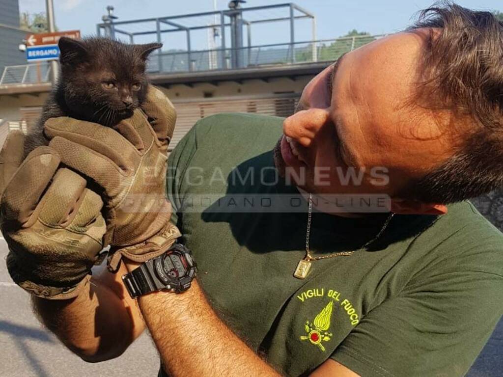 gattino salvato dai Vigili del fuoco