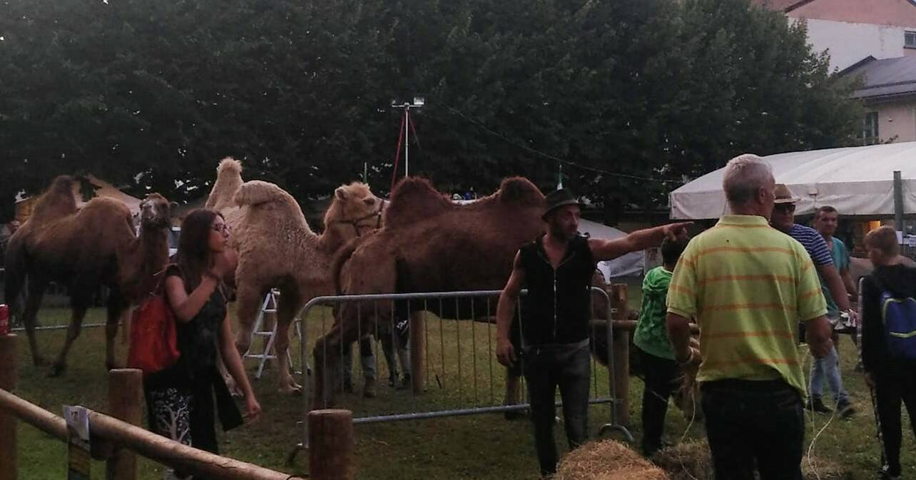 Mostra zootecnica di Clusone