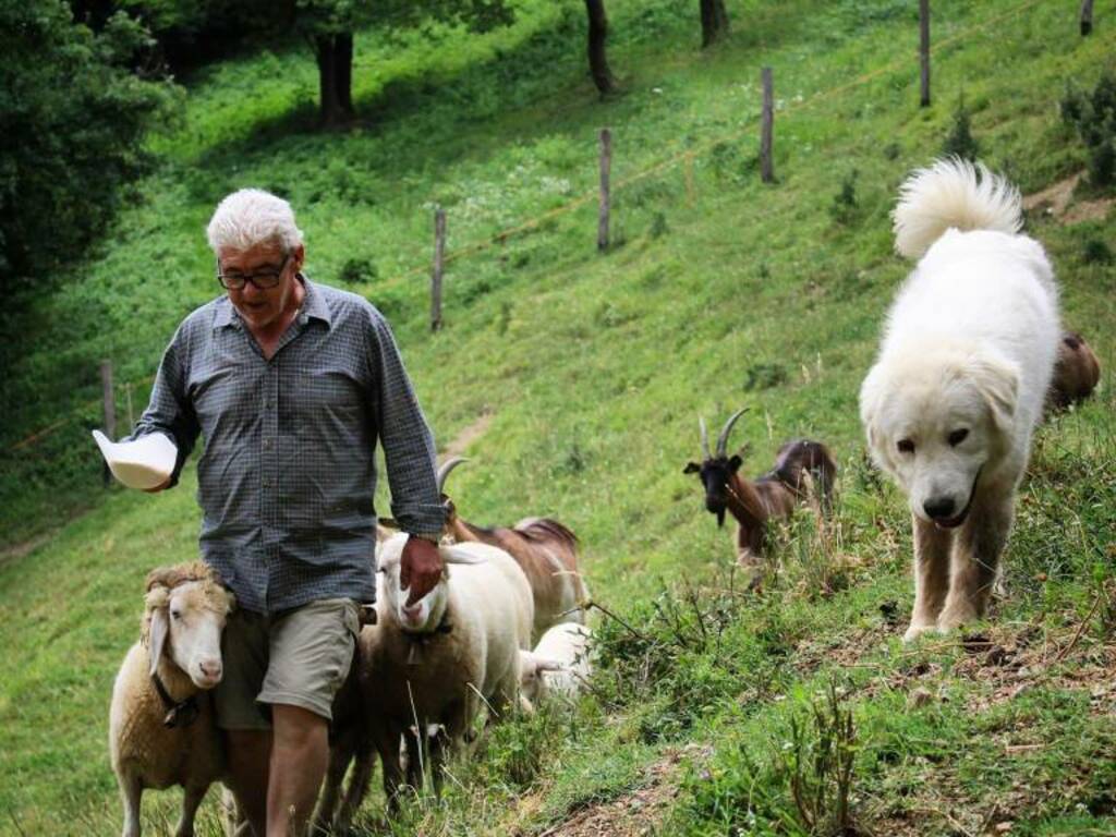 Valter Grossi e i suoi cani da pastore