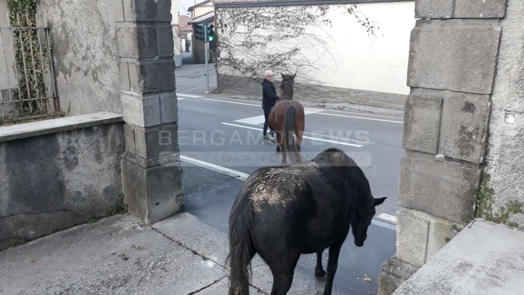 Cavalli in fuga a Gandino