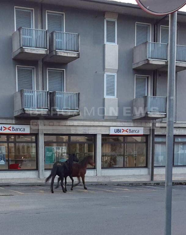 Cavalli in fuga a Gandino