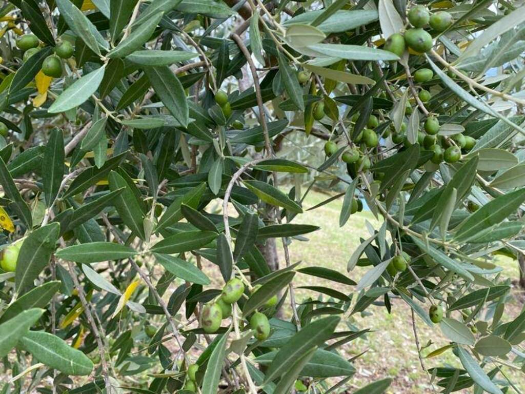 olivi danneggiati