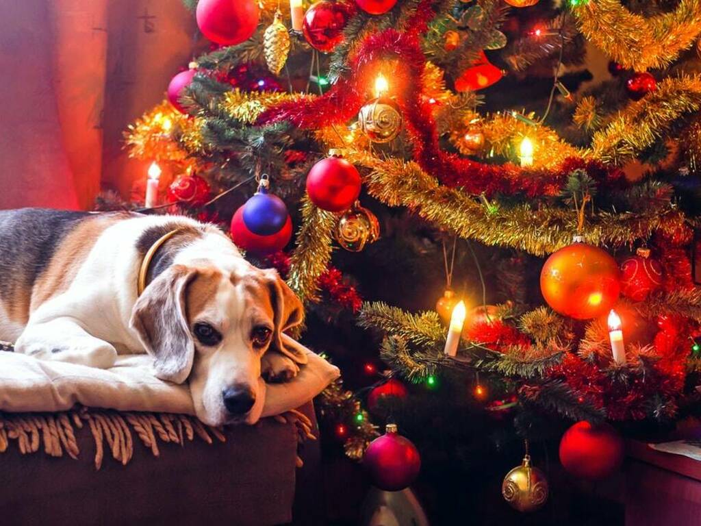 cane natale