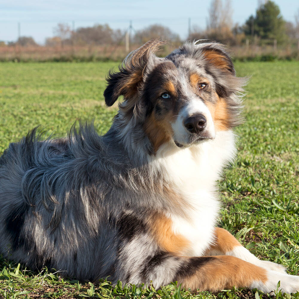 cane pastore australiano