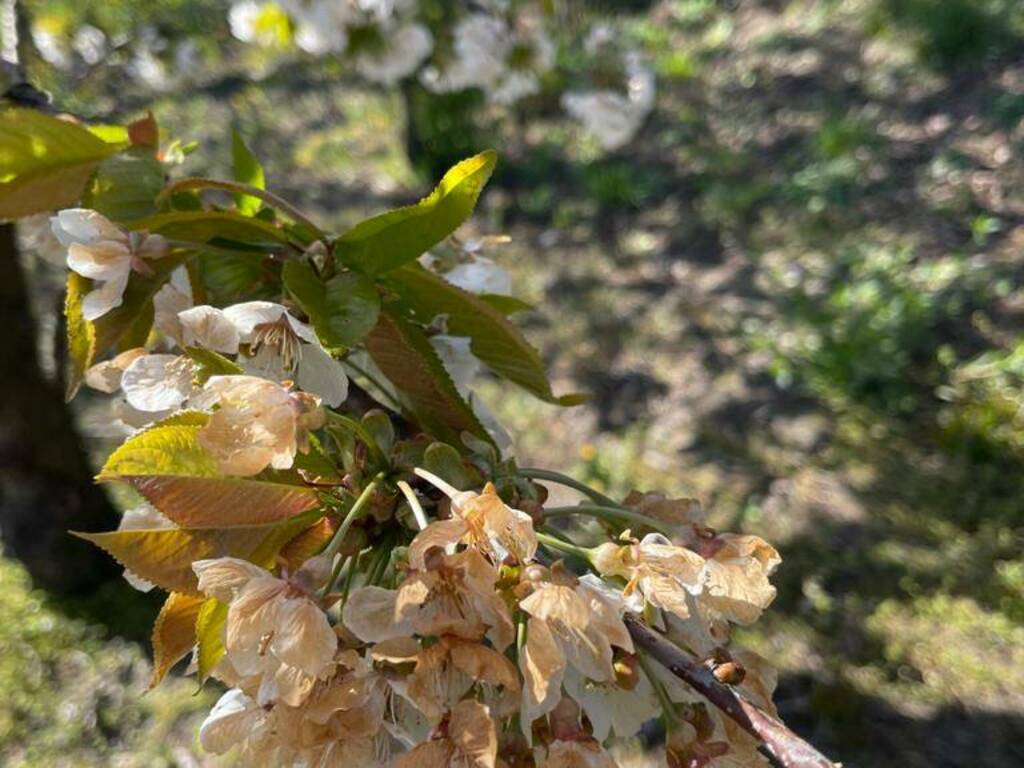 fiori di ciliegio gelati