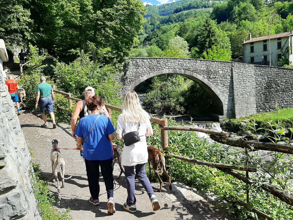 passeggiata nei boschi col cane 