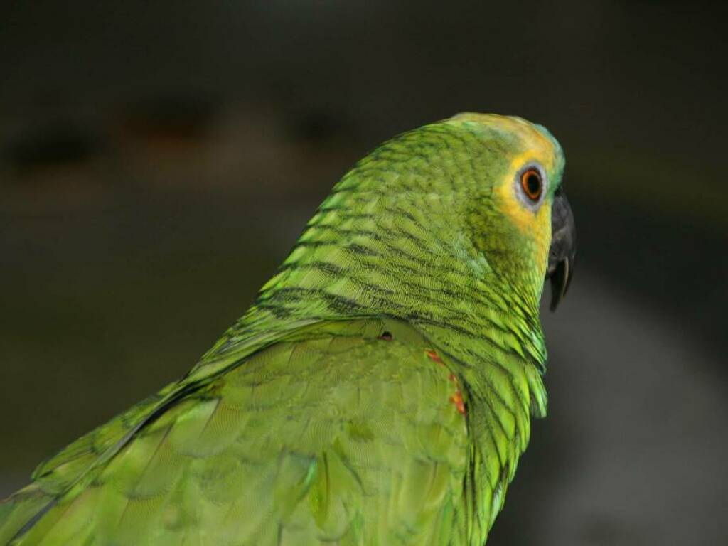 pappagallino verde - foto Unsplash di Jutta Schotte-Pfuhl 