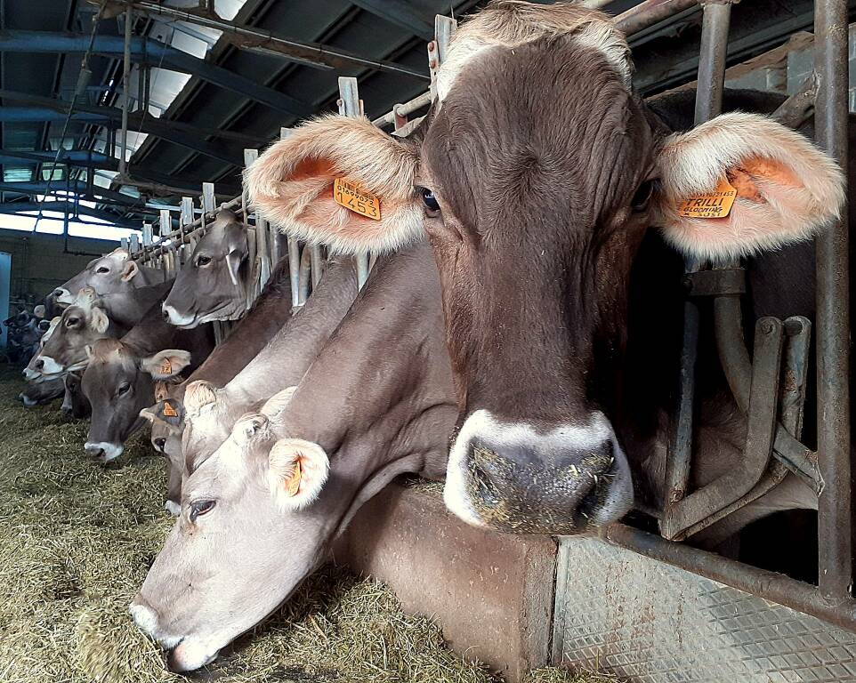 Dalla Terra dello Strachítunt Dop: ciò che puoi prendere e donare alla Val Taleggio per Natale