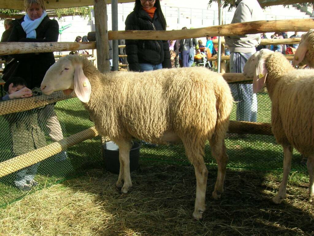 pecora gigante bergamasca